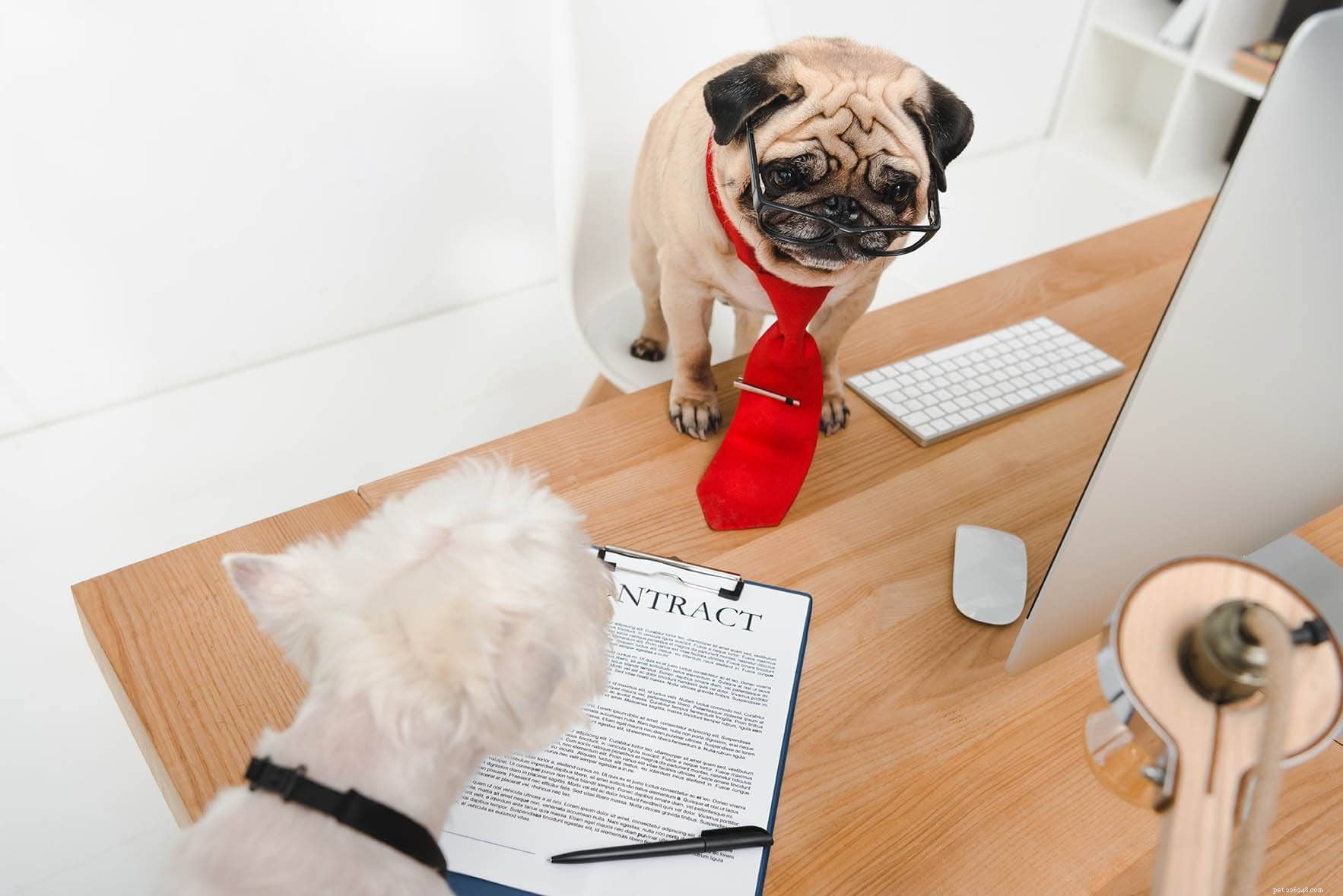 18 Essential Questions to Ask Before Choosing a Dog Breeder