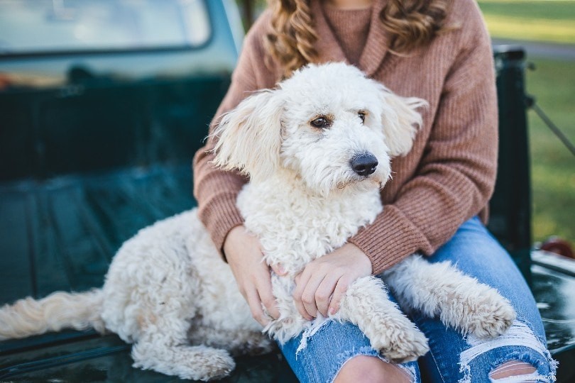 18 Essential Questions to Ask Before Choosing a Dog Breeder