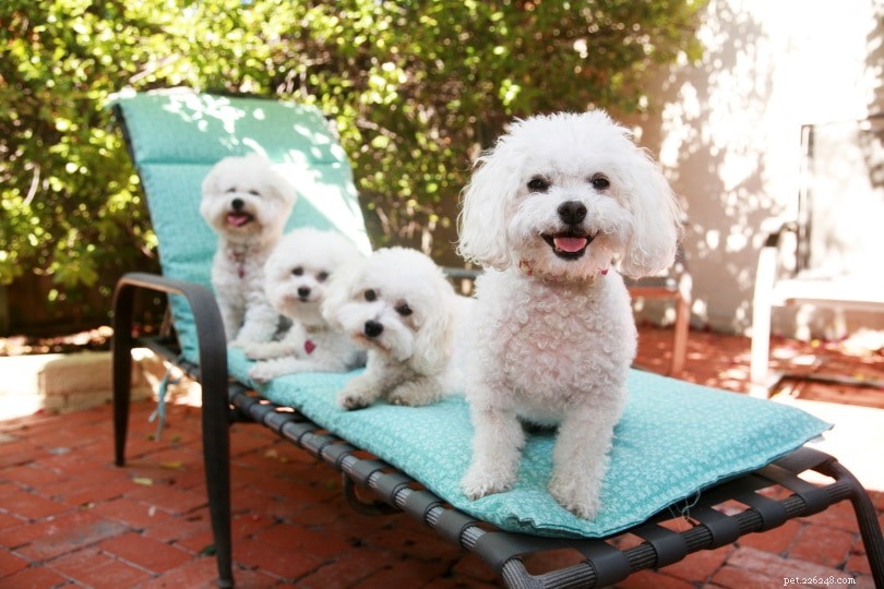 18 Essential Questions to Ask Before Choosing a Dog Breeder