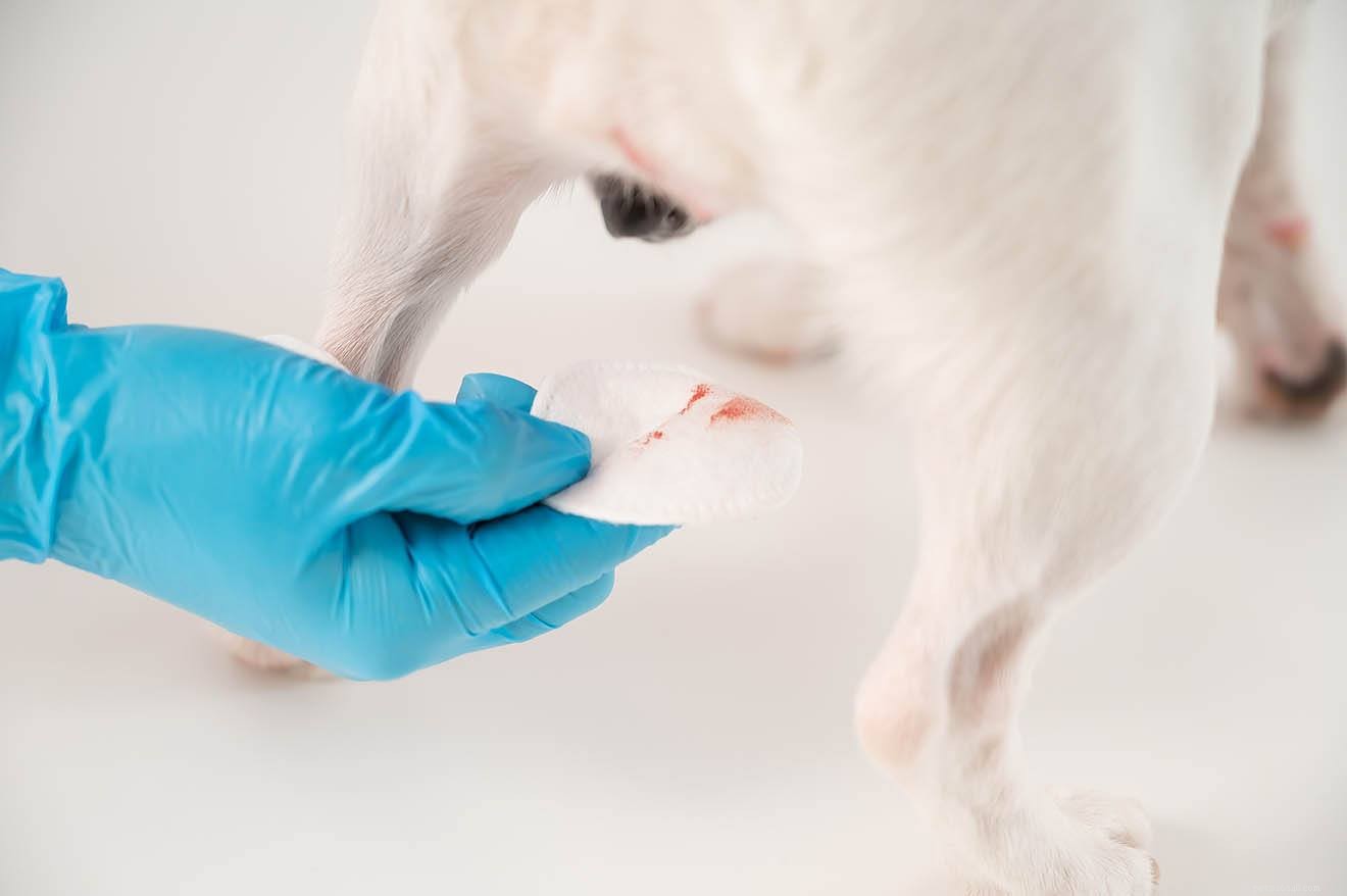 Optimal Breeding Age for Male and Female Dogs: A Guide to Healthy Litters