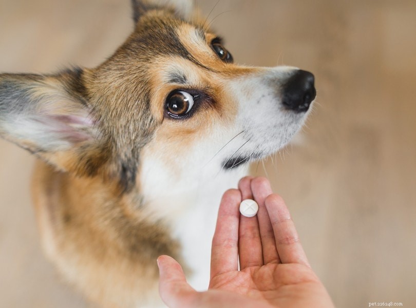 Why Do Dogs Lick Carpets? 10 Common Causes & Solutions