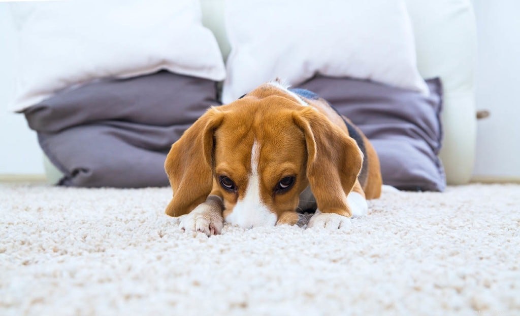 Why Do Dogs Lick Carpets? 10 Common Causes & Solutions