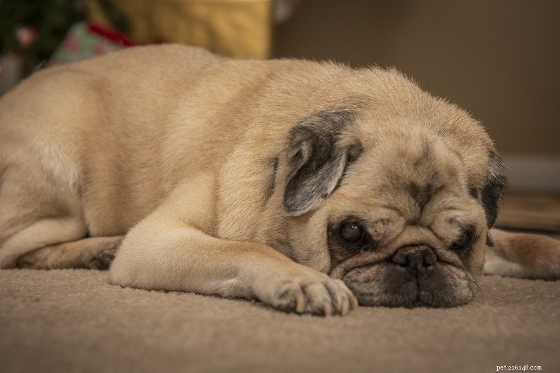 Why Do Dogs Lick Carpets? 10 Common Causes & Solutions