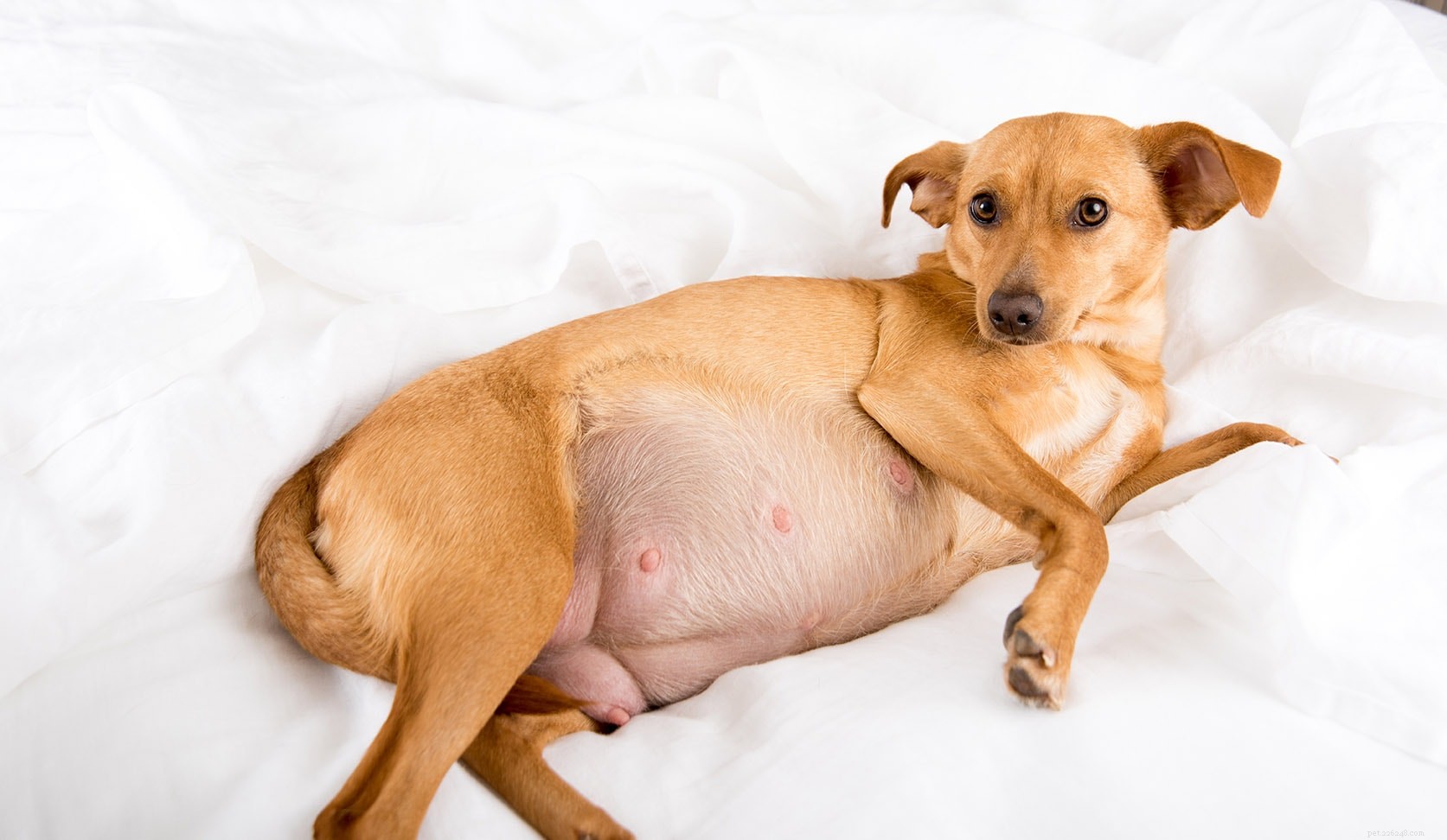 When Can You Detect Movements of Puppies in a Pregnant Dog?