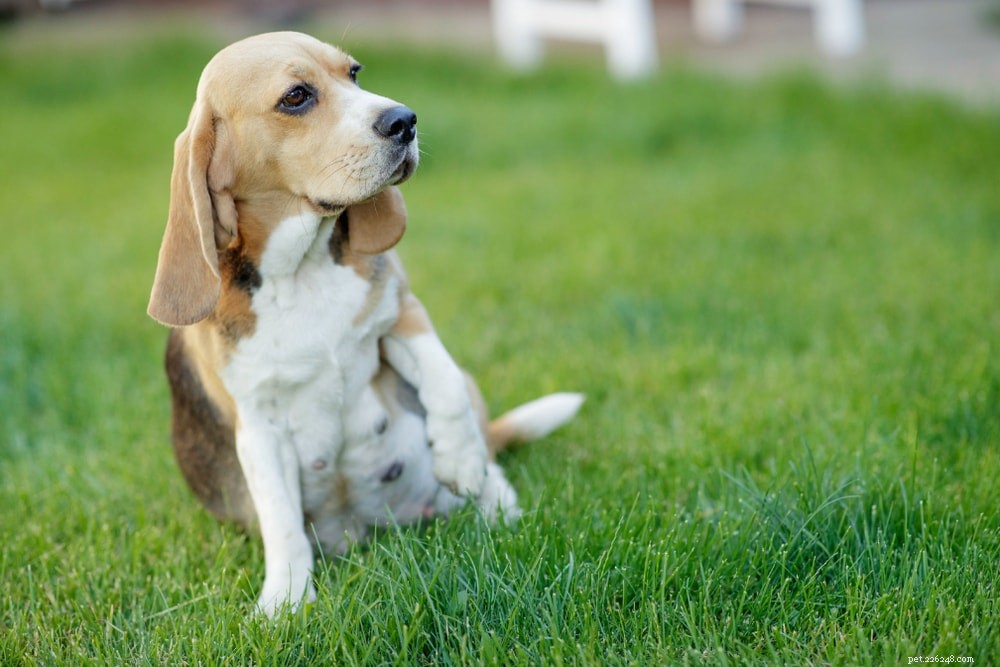 When Can You Detect Movements of Puppies in a Pregnant Dog?