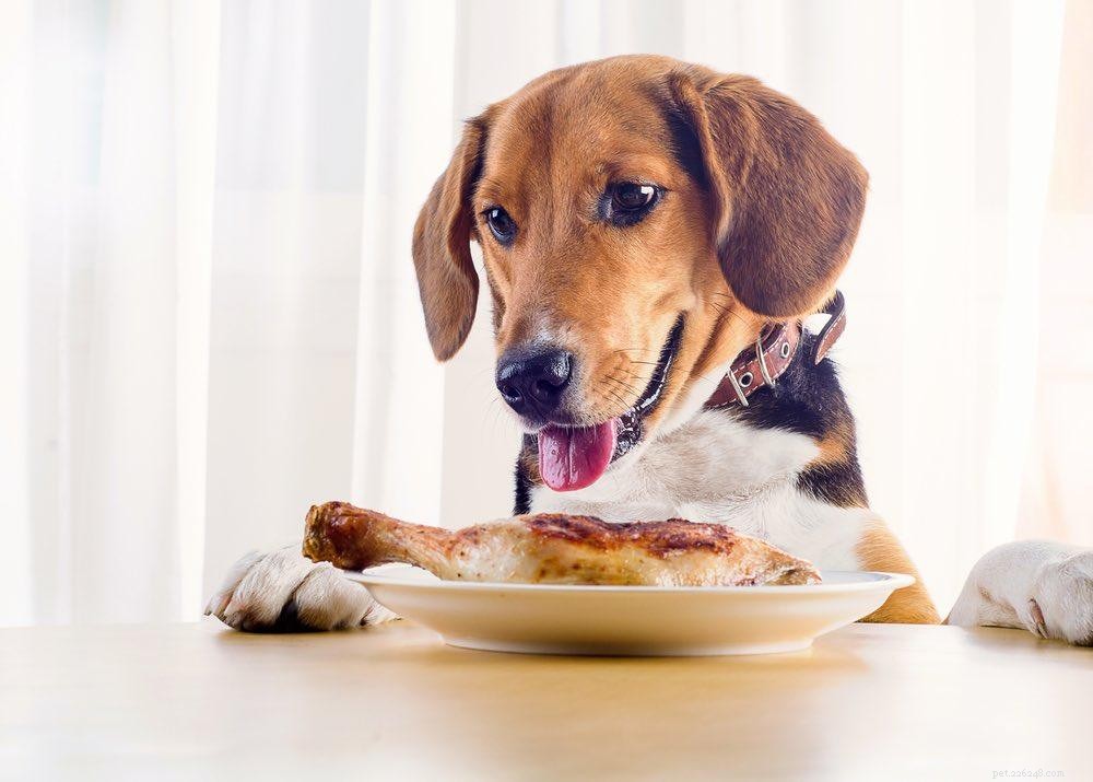 Why Your Dog Licks Your Face & 6 Tips to Stop Excessive Licking