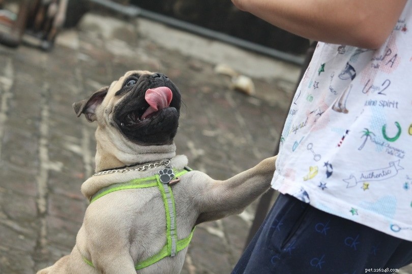 Why Dogs Jump on People: 3 Key Reasons & Proven Ways to Stop It