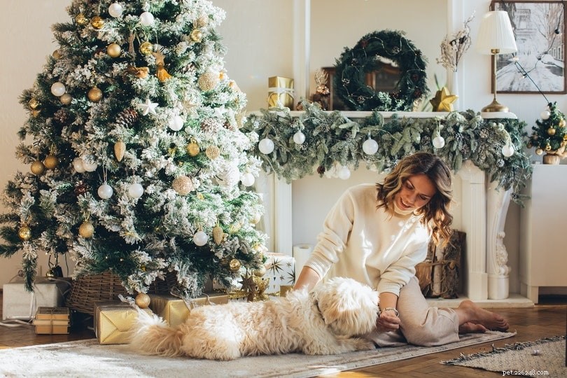 Why Dogs Love Belly Rubs: 6 Key Reasons Behind Their Behavior