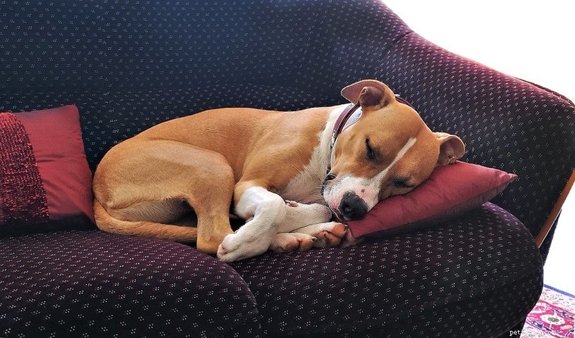 Why Dogs Curl Up When They Sleep: The Science Behind the Cozy Ball Position