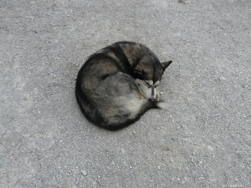 Why Dogs Curl Up When They Sleep: The Science Behind the Cozy Ball Position