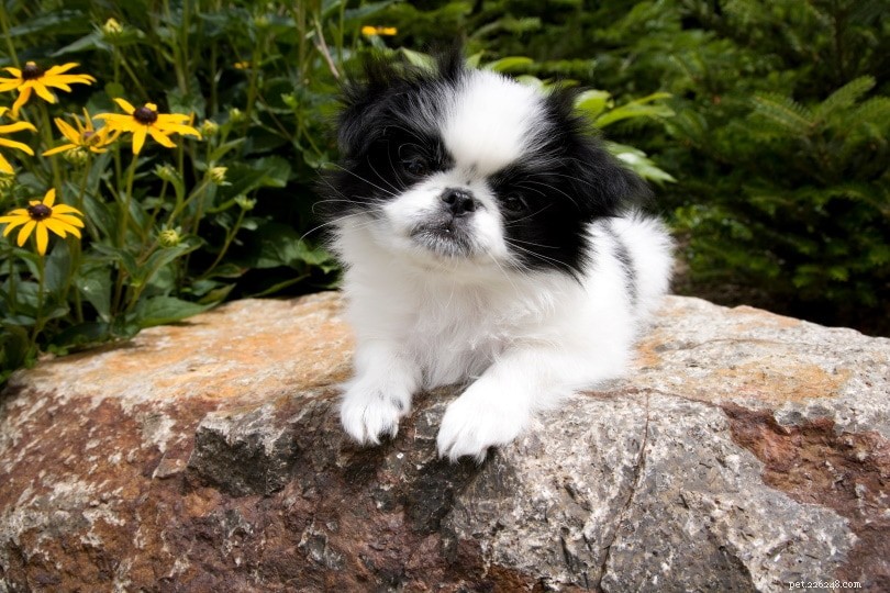 Understanding Puppy Absorption in Dogs: Causes, Symptoms, and Prevention