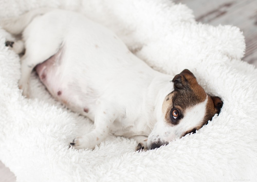 Understanding Puppy Absorption in Dogs: Causes, Symptoms, and Prevention
