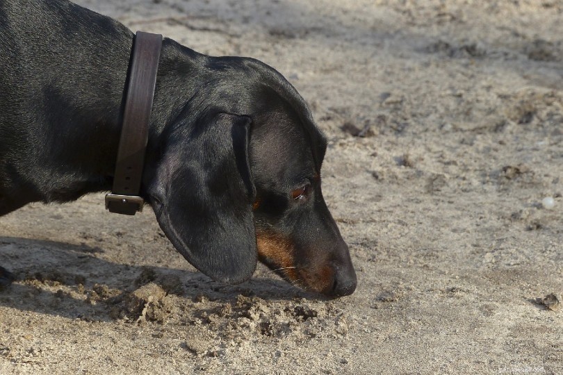Understanding Canine Licking: 9 Key Causes and Effective Solutions