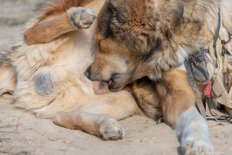Understanding Canine Licking: 9 Key Causes and Effective Solutions