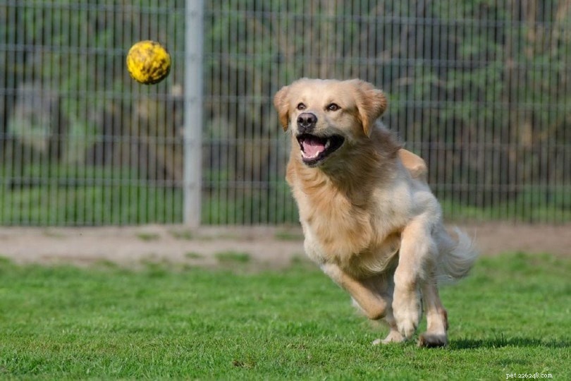 Understanding Canine Licking: 9 Key Causes and Effective Solutions