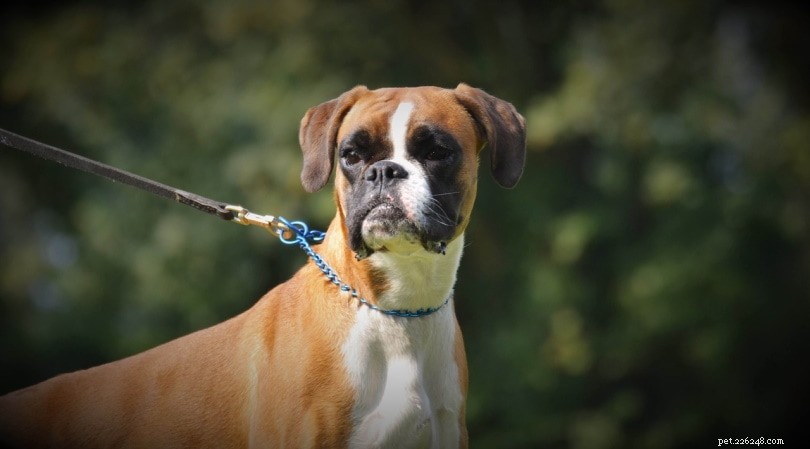 Boxer Dog Breeds & Color Varieties: A Comprehensive Guide