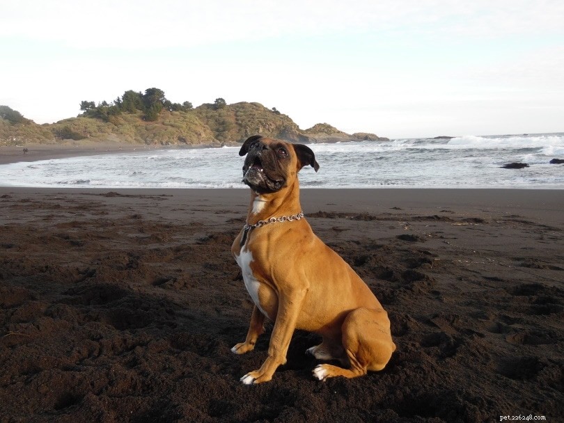 Boxer Dog Breeds & Color Varieties: A Comprehensive Guide