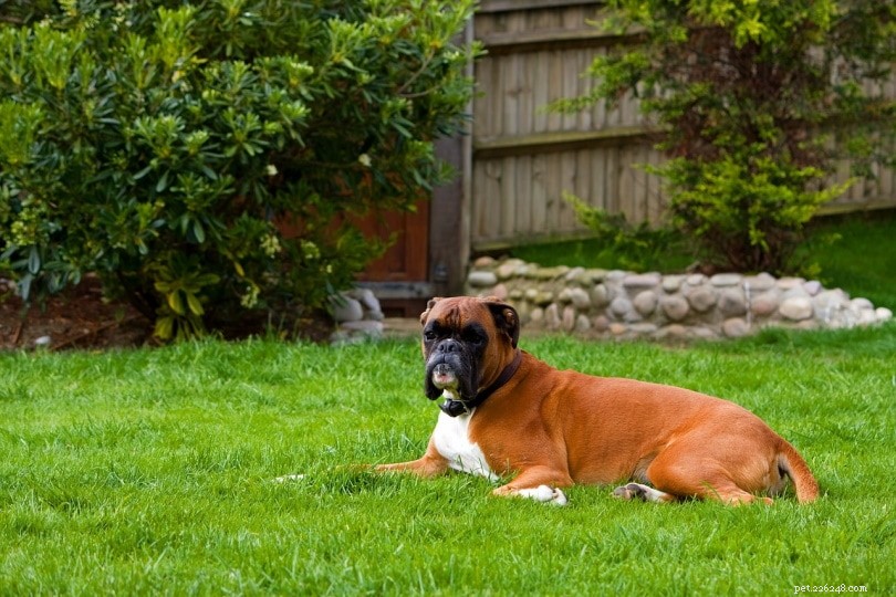 Boxer Dog Breeds & Color Varieties: A Comprehensive Guide