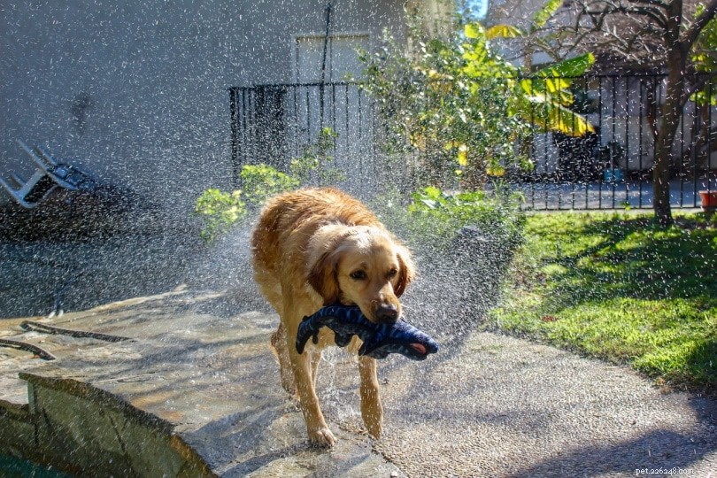 Understanding Why Dogs Shake Their Toys: Causes, Signs, and Tips