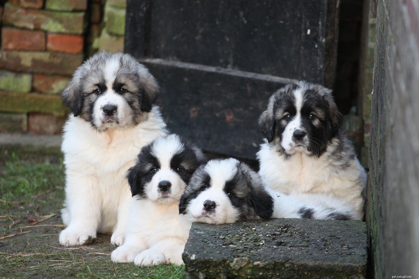 Understanding Breeding Rights: What Buyers Need to Know, Paperwork, and Key Warnings
