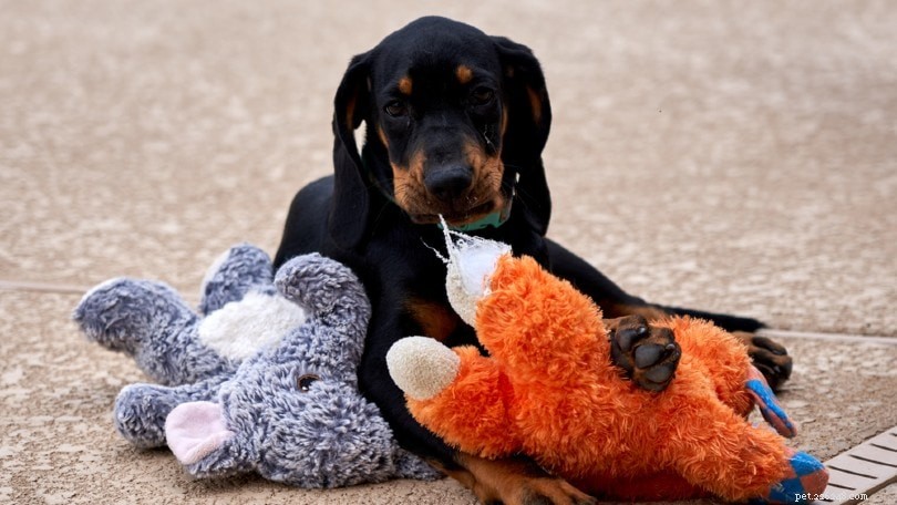 Understanding Breeding Rights: What Buyers Need to Know, Paperwork, and Key Warnings
