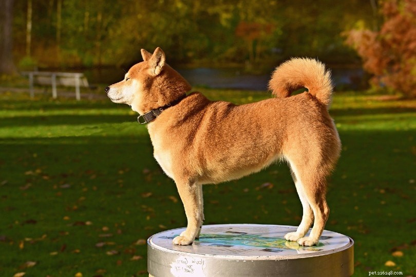 Dog Harness vs. Collar: Choosing the Best for Your Dog’s Safety & Comfort