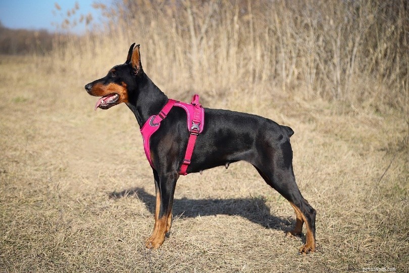 Dog Harness vs. Collar: Choosing the Best for Your Dog’s Safety & Comfort