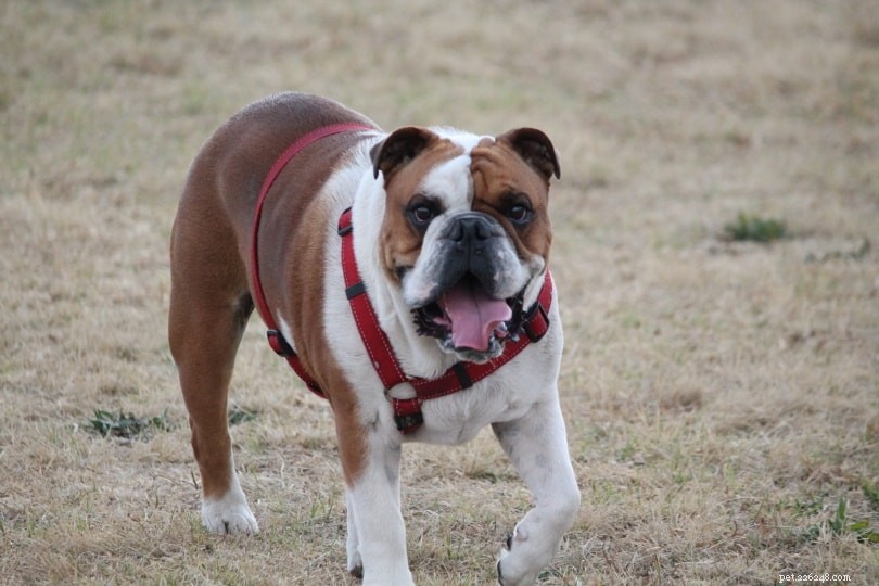 Male vs Female Bulldogs: Key Differences & What to Know