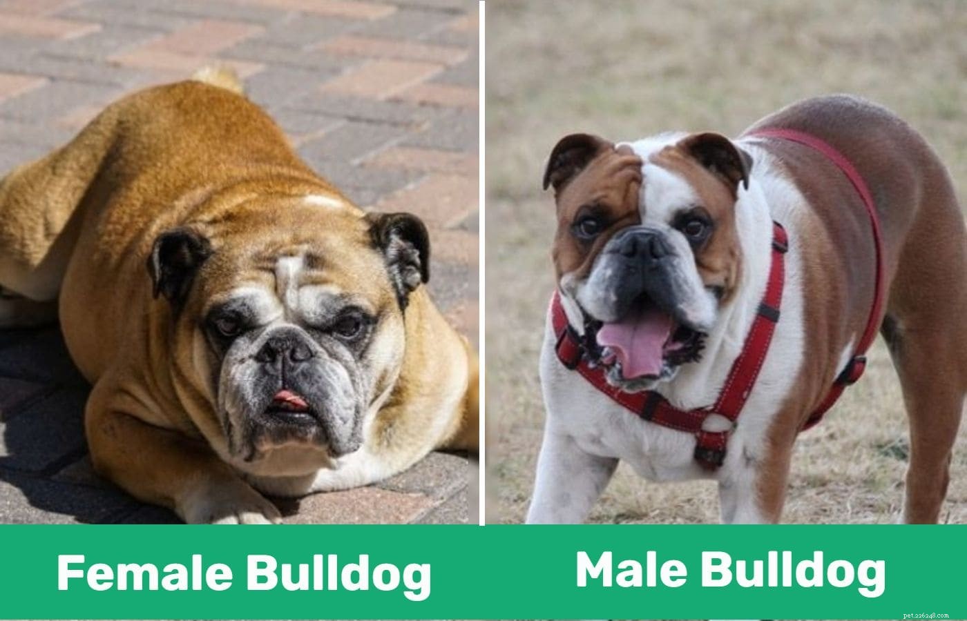 Male vs Female Bulldogs: Key Differences & What to Know