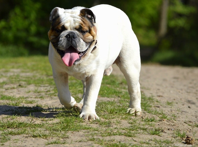 Male vs Female Bulldogs: Key Differences & What to Know