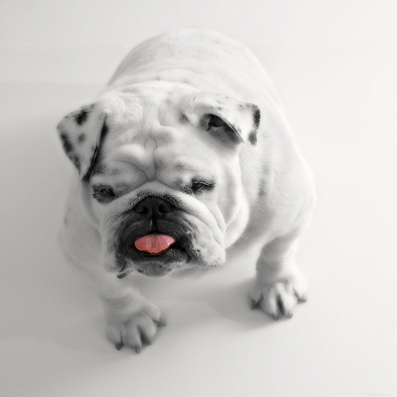 Male vs Female Bulldogs: Key Differences & What to Know