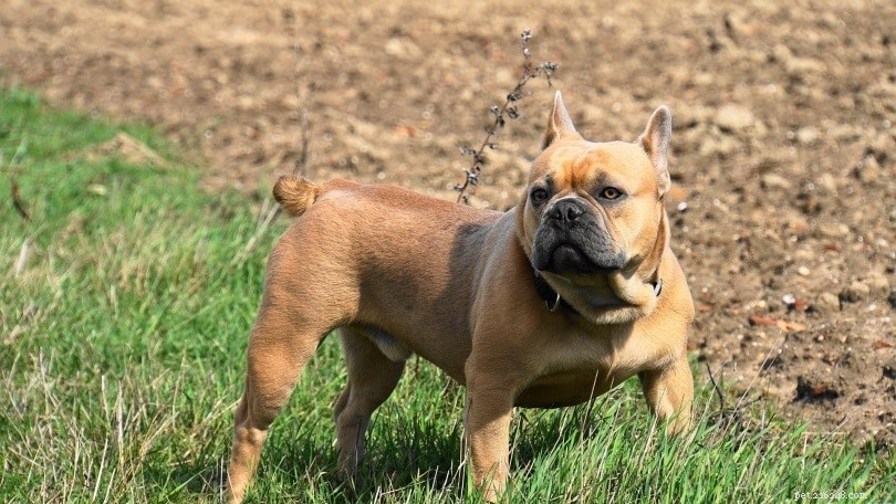 Male vs Female French Bulldogs: Key Differences You Should Know