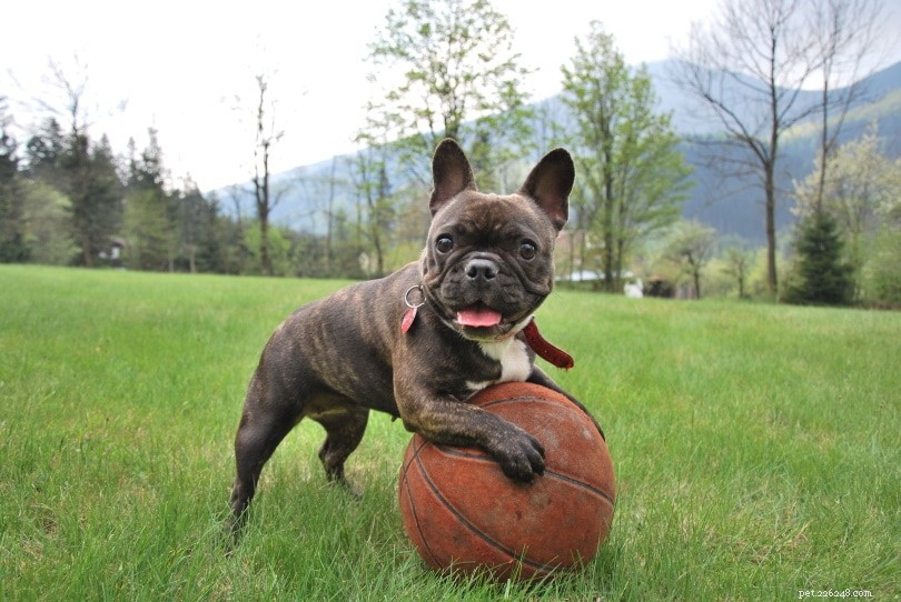 Male vs Female French Bulldogs: Key Differences You Should Know