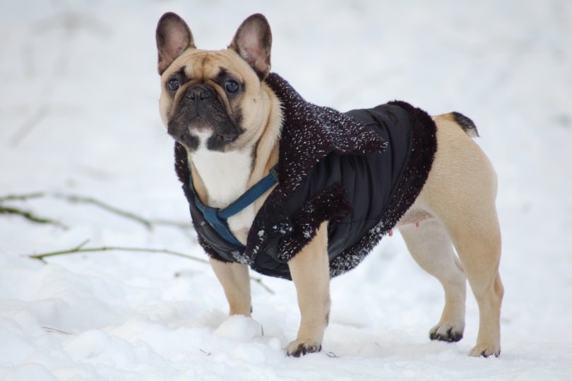 Male vs Female French Bulldogs: Key Differences You Should Know