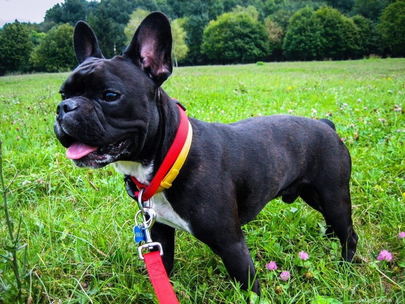 Male vs Female French Bulldogs: Key Differences You Should Know