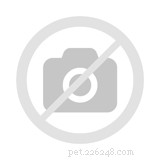2022 Black Friday & Cyber Monday: Best Deals on Dog & Cat Toys