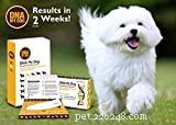 Top Dog DNA Test Deals: Black Friday & Cyber Monday Savings 2022