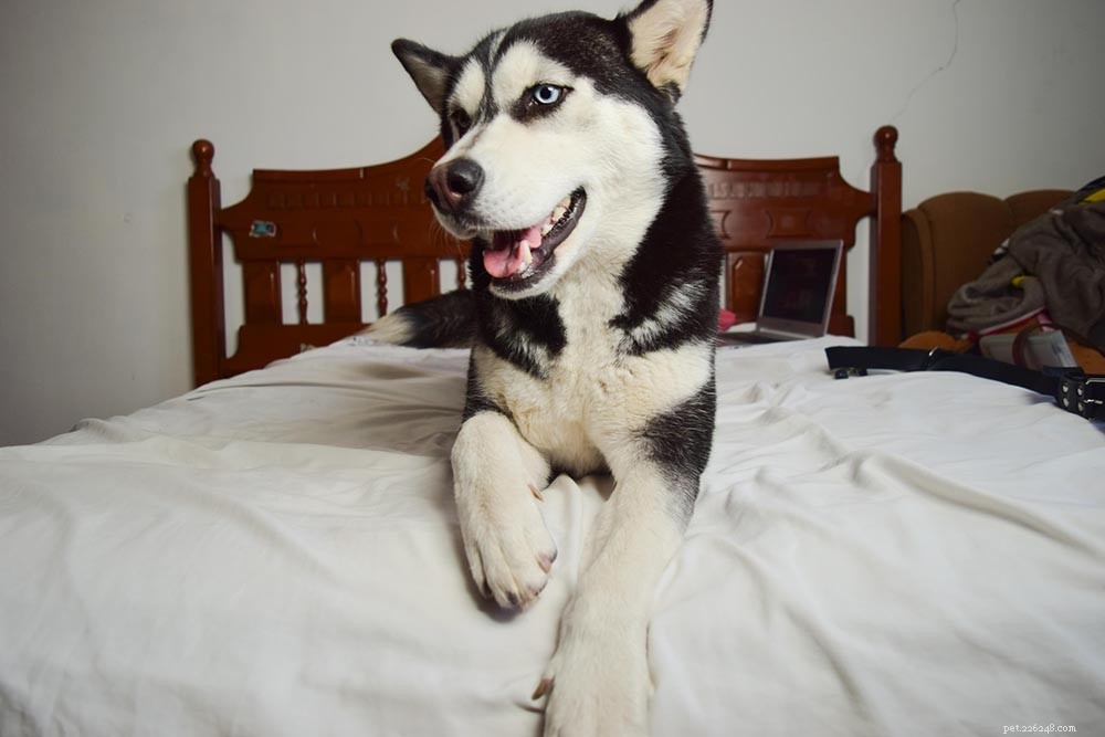 Why Dogs Scratch Your Bedsheets: 4 Scientific Reasons