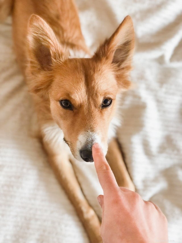 Why Dogs Scratch Your Bedsheets: 4 Scientific Reasons