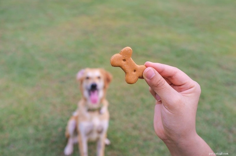 What Drives a Dog to Stare During Potty Time? 5 Expert-Backed Reasons