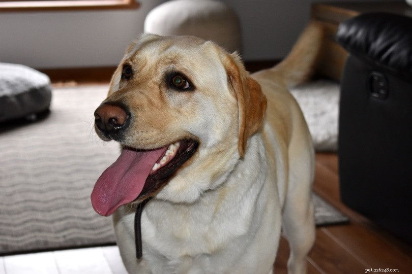 Why Dogs Lick Your Feet: 8 Common Reasons & Solutions