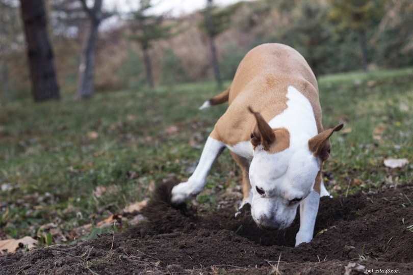 Why Dogs Bury Bones – Instincts Explained & How to Stop It