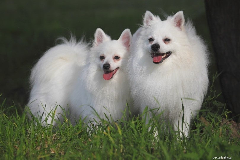10 Expert-Backed Reasons Why Dogs Roll in Grass