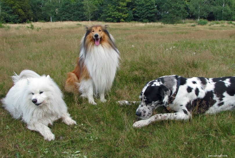 10 Expert-Backed Reasons Why Dogs Roll in Grass