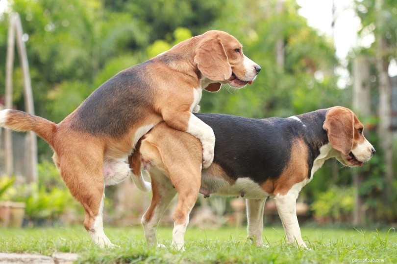 Understanding Dog Stud Fees: A Comprehensive Breeding Guide