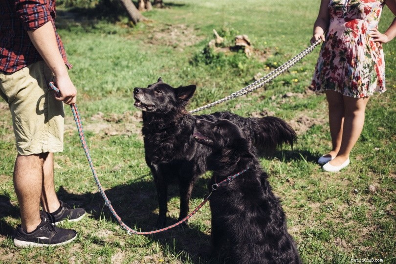 Understanding Dog Stud Fees: A Comprehensive Breeding Guide