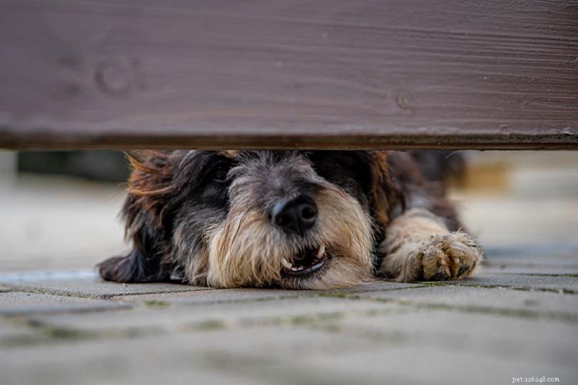 Understanding Why Your Dog Barks at You: 4 Common Reasons & Solutions