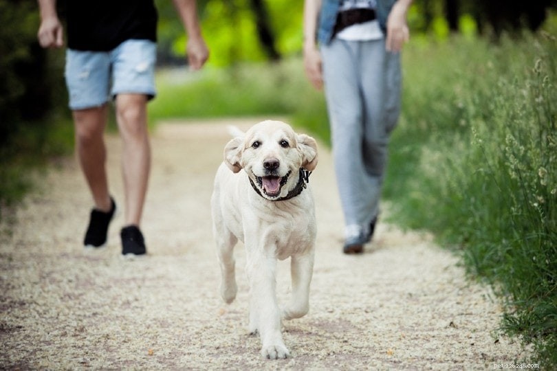Understanding Why Your Dog Barks at You: 4 Common Reasons & Solutions