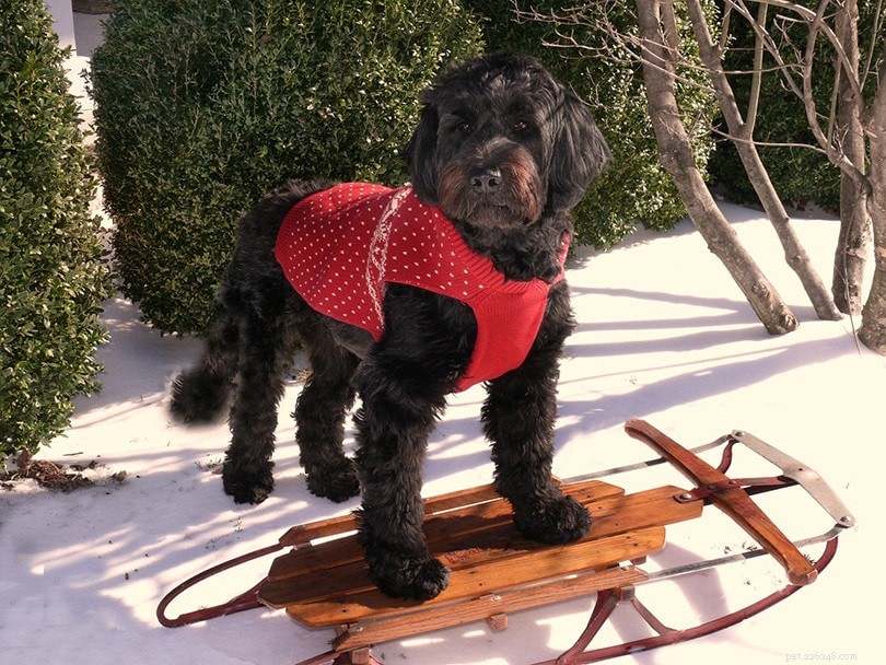 Understanding Dog Pacing: 11 Causes & Practical Solutions