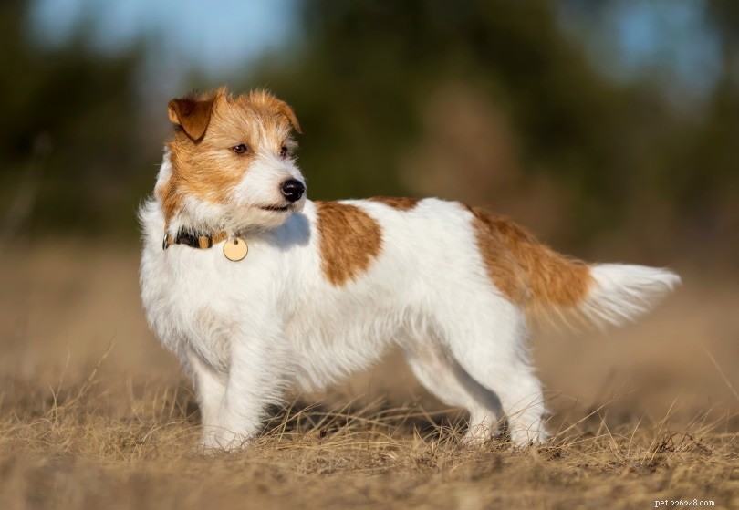 Understanding Dog Pacing: 11 Causes & Practical Solutions